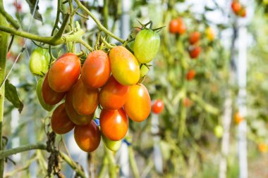 Taze organik tarım Ağaçta asılı domates Şubesi.
