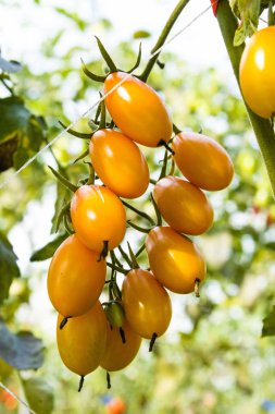 Taze organik tarım Ağaçta asılı domates Şubesi.