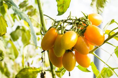 Taze organik tarım Ağaçta asılı domates Şubesi.