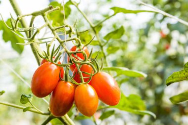 Taze organik tarım Ağaçta asılı domates Şubesi.
