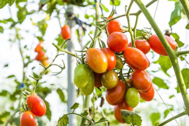 Taze organik tarım Ağaçta asılı domates Şubesi.