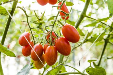 Taze organik tarım Ağaçta asılı domates Şubesi.