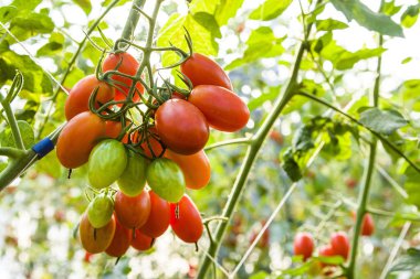 Taze organik tarım Ağaçta asılı domates Şubesi.