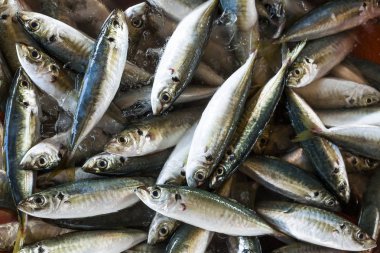 Taze çiğ balık Balık Market.