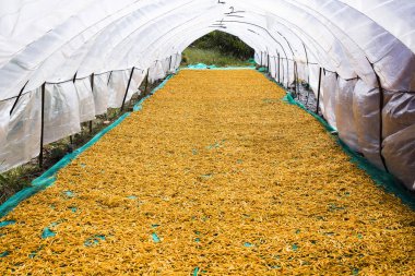 Zeminde kurutma daylily