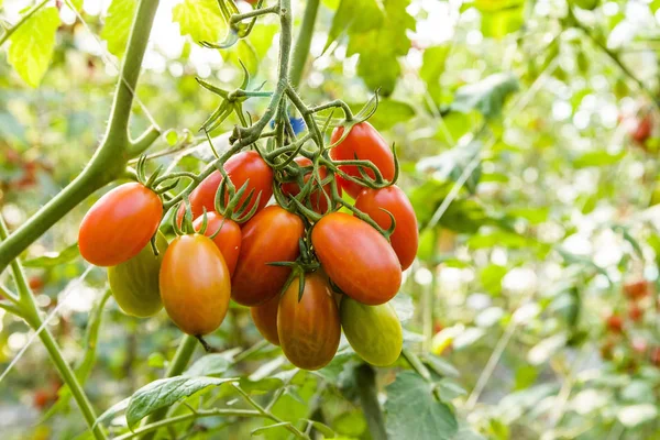 Ramo Tomates Cereja Frescos Pendurados Árvores Fazenda Orgânica — Fotografia de Stock