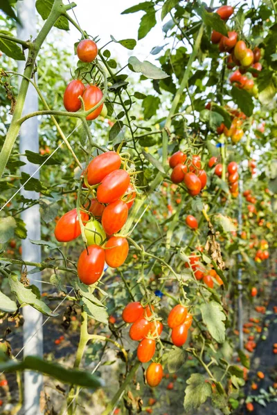 Taze organik tarım Ağaçta asılı domates Şubesi.