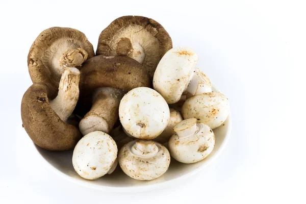 Mushrooms White Background — Stock Photo, Image