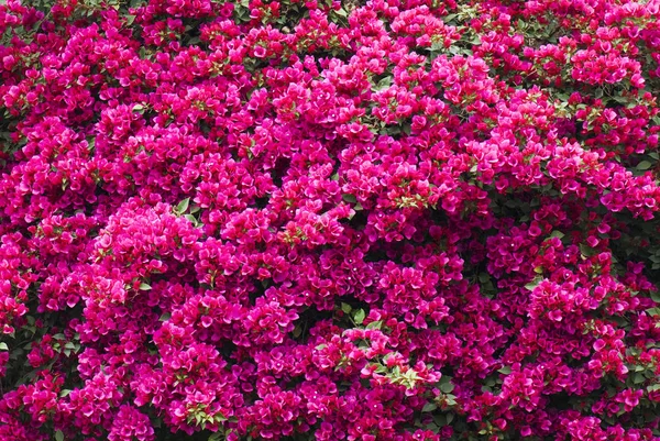 Bougainvillier Fleur Dans Jardin — Photo