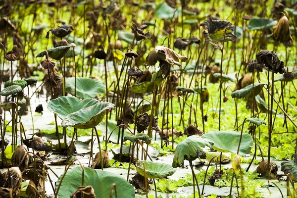 Solmuş lotus yaprak bir havuzda
