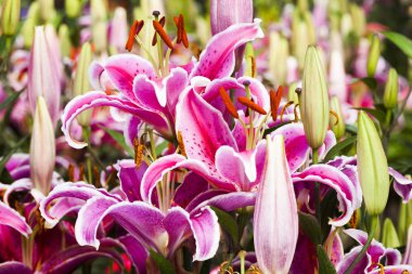 Bahçedeki pembe zambak çiçeği