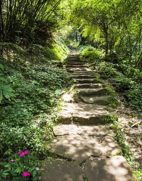 Caminho Floresta Verde — Fotografia de Stock