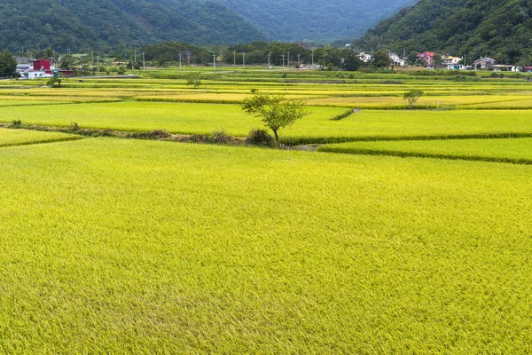 Зелений Рисовій Сфері Гори Фону Тайвань Східної — стокове фото