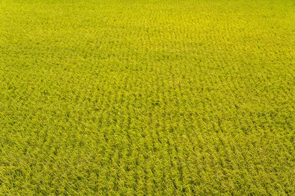 Green Rice Field Mountains Background Taiwan Eastern — Stock Photo, Image