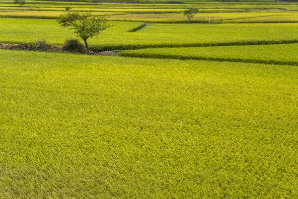 Gröna Risfält Med Bergen Bakgrund Taiwan Östra — Stockfoto