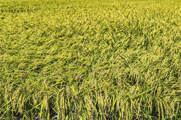 水稻作物即将收获 — 图库照片