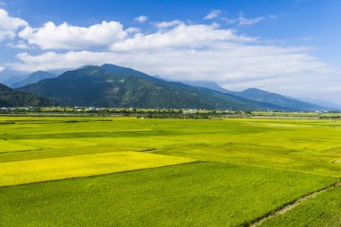 Yeşil pirinç alan Dağları arka plan, Tayvan Doğu ile.