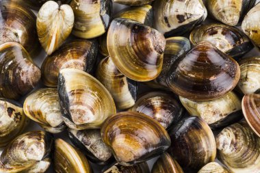 Taze çiğ istiridye beyaz zemin üzerine yığılmış