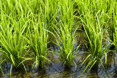 Tarlalarda pirinç fideleri