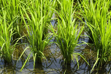 Tarlalarda pirinç fideleri