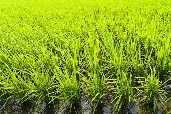 Rice Seedlings Fields — Stock Photo, Image