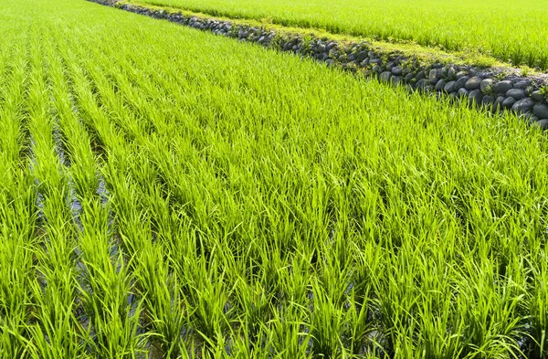 Mudas Arroz Nos Campos — Fotografia de Stock