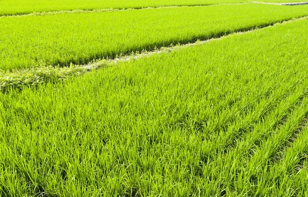 Rýžové Sazenice Polích — Stock fotografie
