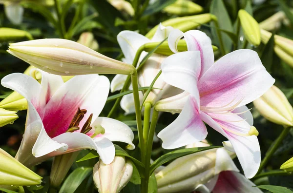 Рожева Квітка Лілії Саду — стокове фото