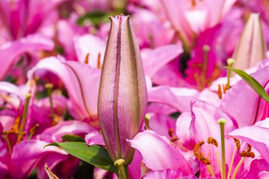 Bahçedeki pembe zambak çiçeği