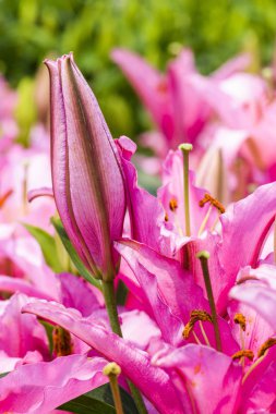 Bahçedeki pembe zambak çiçeği