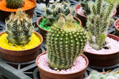 seçici odak resim tencerede çiçek açan kaktüs