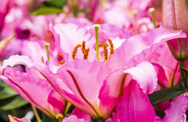Růžová Lilie Květina Zahradě — Stock fotografie
