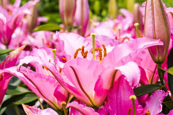 Розовый Цветок Лилии Саду — стоковое фото