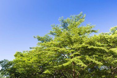 Mavi gökyüzü olan yeşil ağaçlar