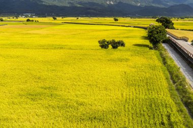 Mavi gökyüzü altında dağlar arka plan ile yeşil pirinç alanı, Tayvan Doğu.