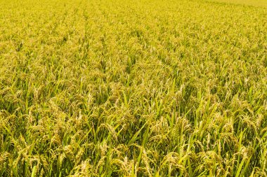 Yakında hasat olmak pirinç kırpma