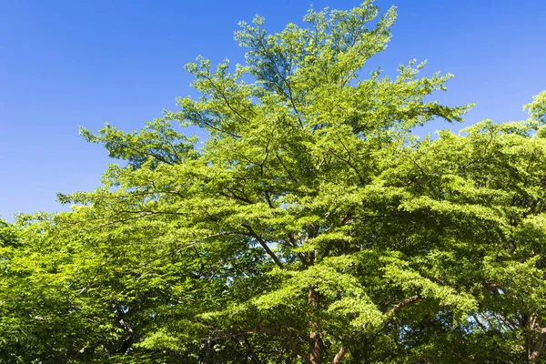 Зеленые Деревья Голубым Небом — стоковое фото