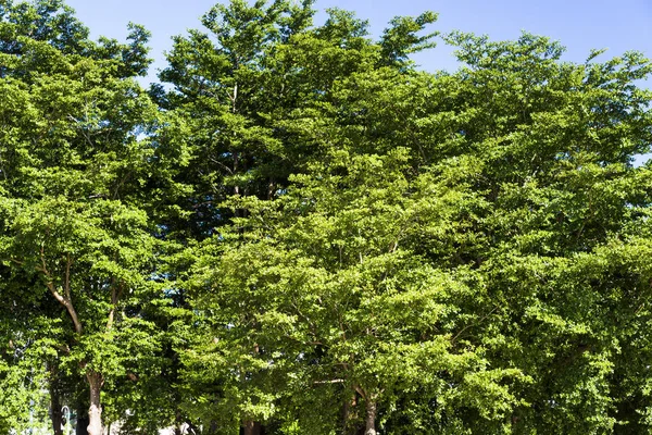 Зеленые Деревья Качестве Фона — стоковое фото