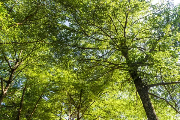 Árvores Verdes Como Fundo — Fotografia de Stock