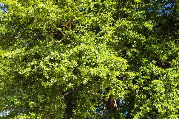 Árvores Verdes Como Fundo — Fotografia de Stock