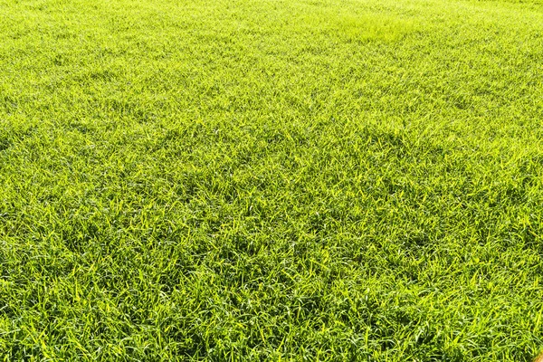 Green Lawn Background — Stock Photo, Image
