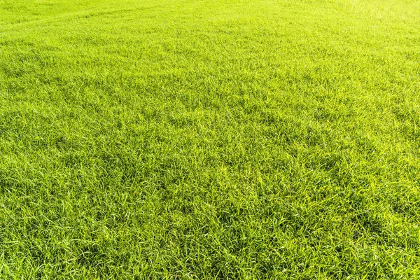 Green Lawn Background — Stock Photo, Image