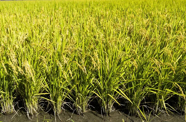 Culturas Arroz Breve Serão Colhidas — Fotografia de Stock