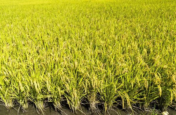 Урожай Рису Скоро Буде Збиратися — стокове фото