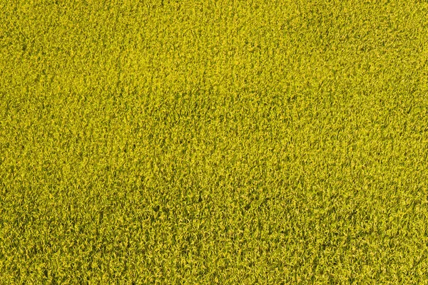 Rice Crop Soon Harvest — Stock Photo, Image