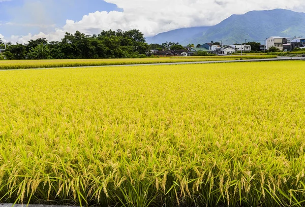 Grüne Reisfelder Mit Bergen Hintergrund Unter Blauem Himmel Taiwan Östlichen — Stockfoto