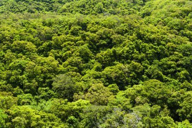 Güzel yeşil orman arka planı