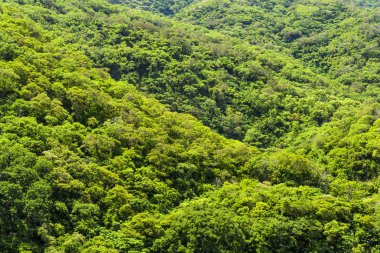 Güzel yeşil orman arka planı