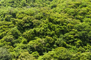 Güzel yeşil orman arka planı