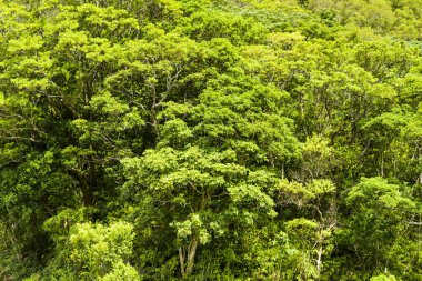 Güzel yeşil orman arka planı
